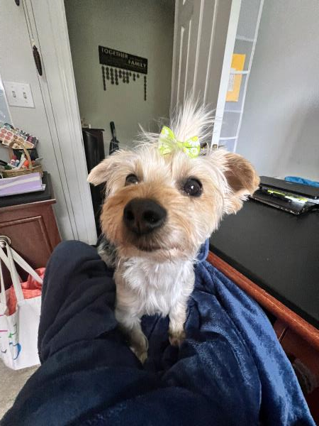 /Images/uploads/Miss Nutfield Scholarship Program/miss-nutfield-pet-photo-contest/entries/30991thumb.jpg